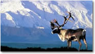 Tundra Wilderness Tour